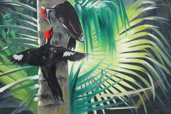Pileated Woodpecker