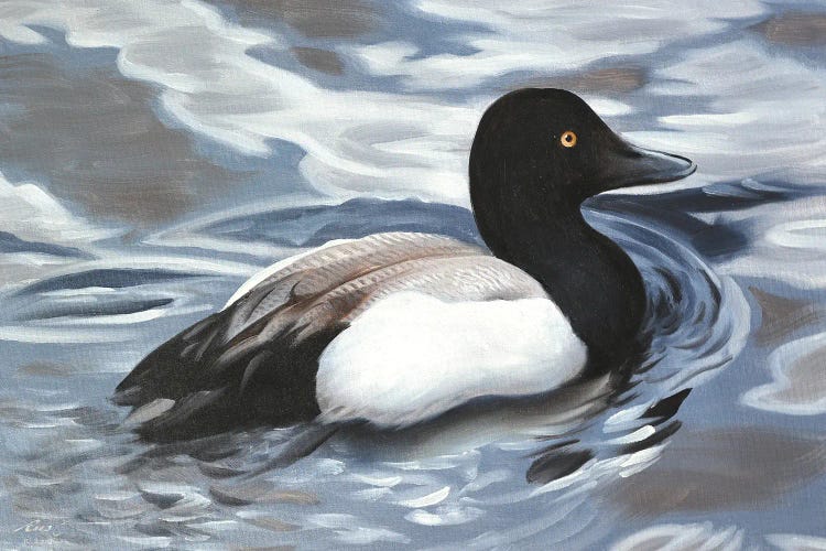 Scaup