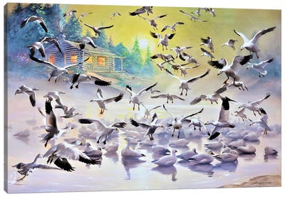 Snow Geese Canvas Art Print - D. "Rusty" Rust