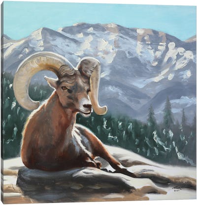 Bighorn Sheep Canvas Art Print - D. "Rusty" Rust