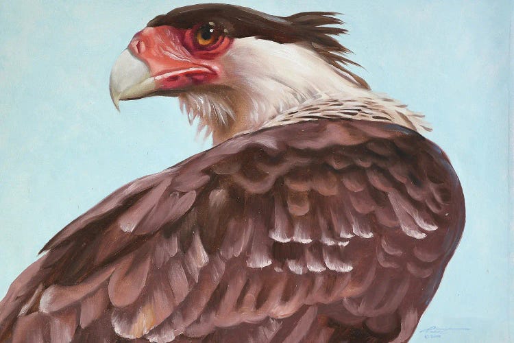 Caracara by D. "Rusty" Rust wall art