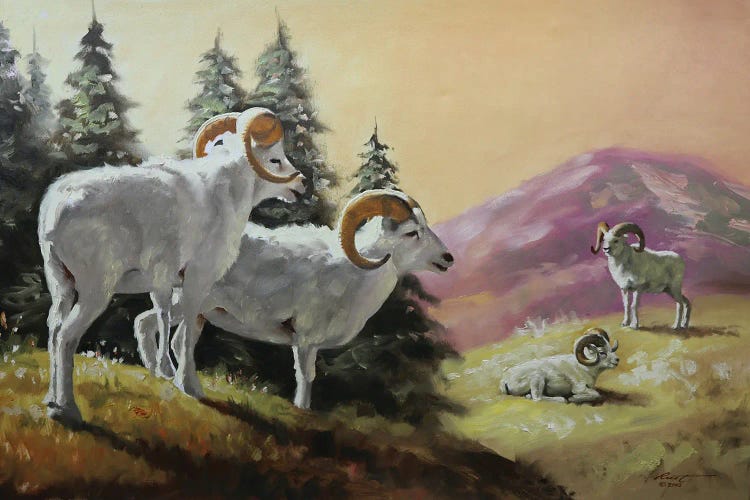 Dall Sheep