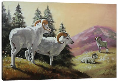Dall Sheep Canvas Art Print - D. "Rusty" Rust