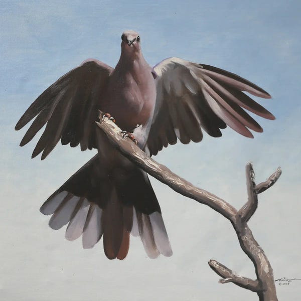 Doves & Pigeons: Dove by D. "Rusty" Rust