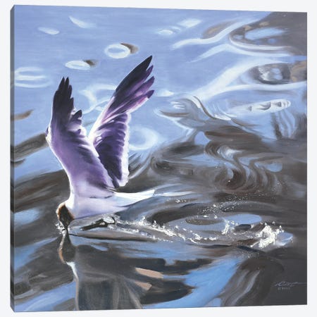 Gull Canvas Print #RSR640} by D. "Rusty" Rust Canvas Art Print