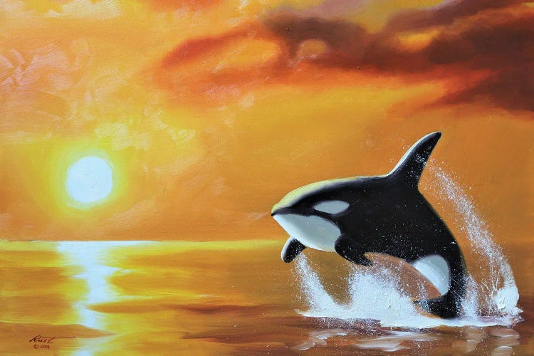 Orca Whale IV Canvas Wall Art by D. 