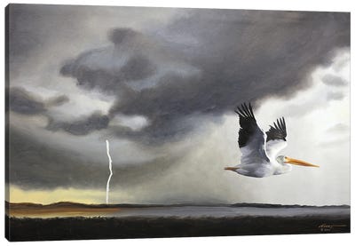 White Pelican III Canvas Art Print - D. "Rusty" Rust