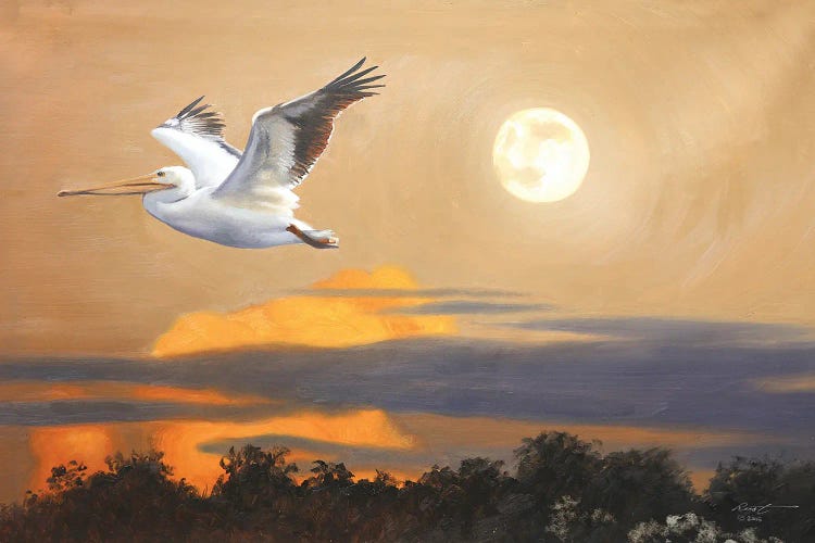 White Pelican IV