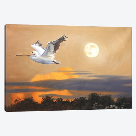 White Pelican IV Canvas Print #RSR687} by D. "Rusty" Rust Canvas Artwork