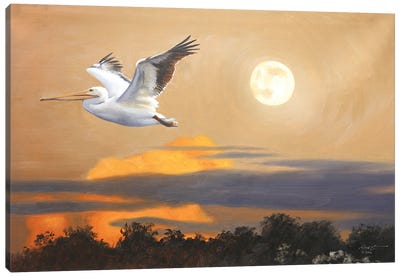 White Pelican IV Canvas Art Print - Pelican Art