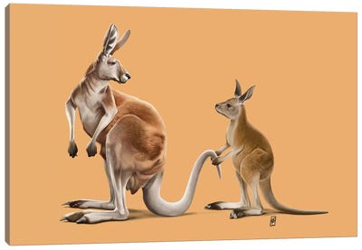 Being Tailed Canvas Art Print - Kangaroo Art