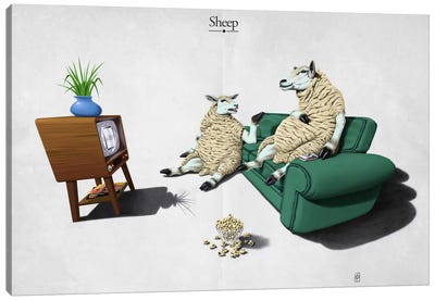 Sheep Canvas Art Print - Rob Snow