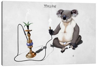 What A Drag! Canvas Art Print - Koala Art