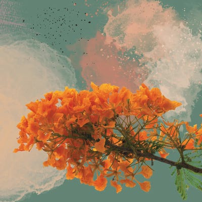 The Flamboyant Royal Poinciana by George Rosaly framed canvas print