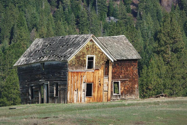 Pine Trees: Shaky Shanty by Richard Summers