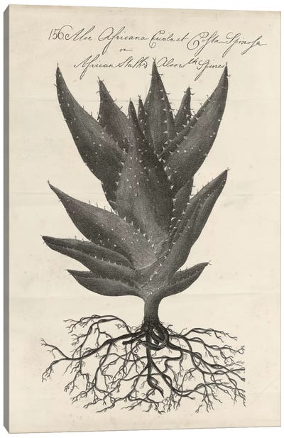 Thornton Succulents I Canvas Art Print