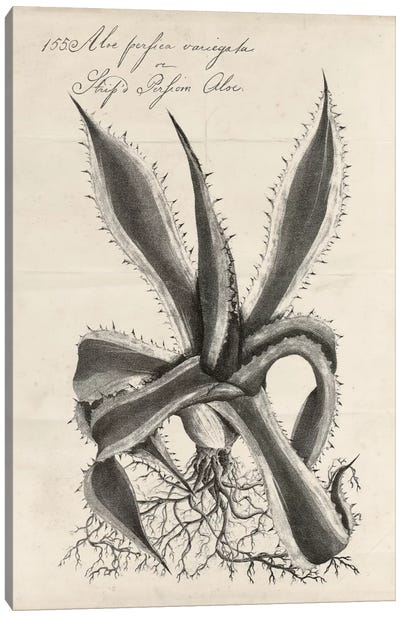 Thornton Succulents III Canvas Art Print