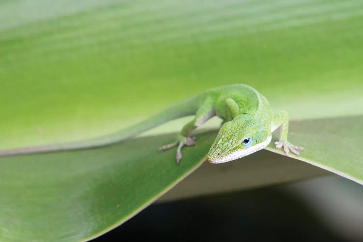 USA, Hawaii, Oahu, Green Anole by Rob Tilley wall art