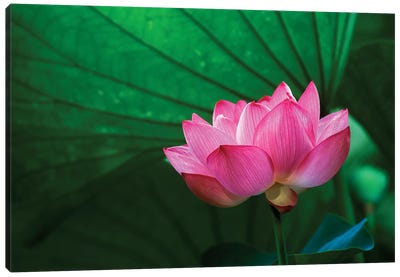 Ohga Lotus, Sankei-en (Sankei Garden), Yokohama, Kanagawa Prefecture, Japan Canvas Art Print - Macro Photography