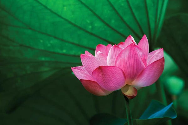 Danita Delimont Photography: Ohga Lotus, Sankei-en (Sankei Garden), Yokohama, Kanagawa Prefecture, Japan by Rob Tilley