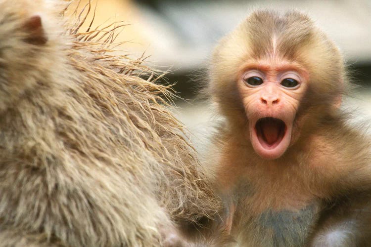 Snow Monkey Baby, Asia, Japan, Nagano, Jigokudani.