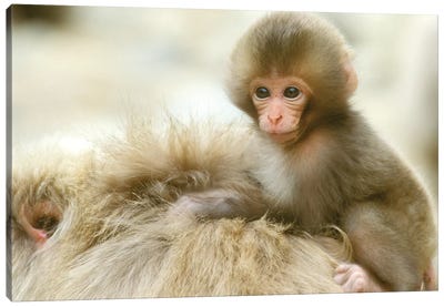 Snow Monkey Baby On Mother's Back, Asia, Japan, Nagano, Jigokudani. Canvas Art Print - Primate Art