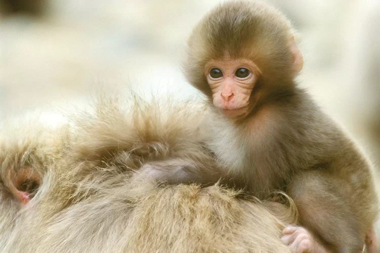 Snow Monkey Baby On Mother's Back, Asia, Japan, Nagano, Jigokudani.