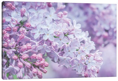 USA, Washington State, Seattle. Kubota Garden, lilac close-up. Canvas Art Print