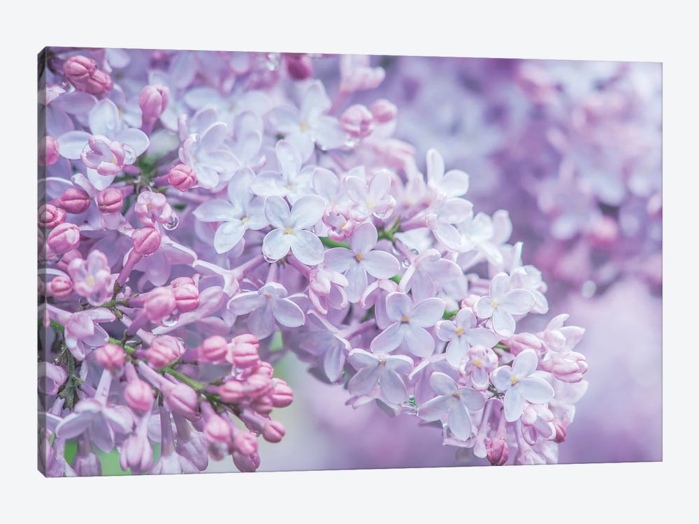 USA, Washington State, Seattle. Kubota Garden, lilac close-up. by Rob Tilley 1-piece Canvas Artwork