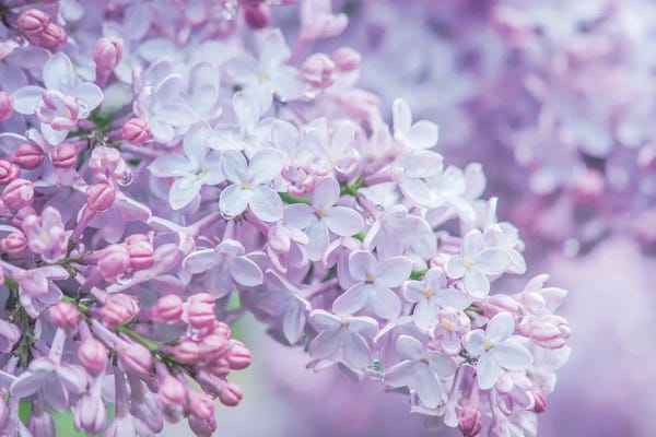 Washington: USA, Washington State, Seattle. Kubota Garden, lilac close-up. by Rob Tilley