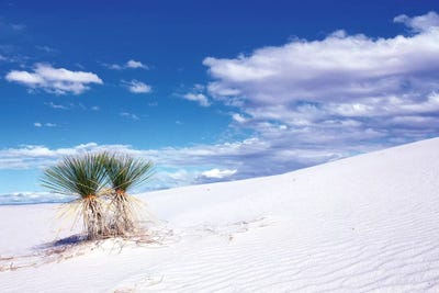 Soaptree Yuccas, White Sands National Monument, Tularosa Basin, New Mexico, USA by Rob Tilley canvas print