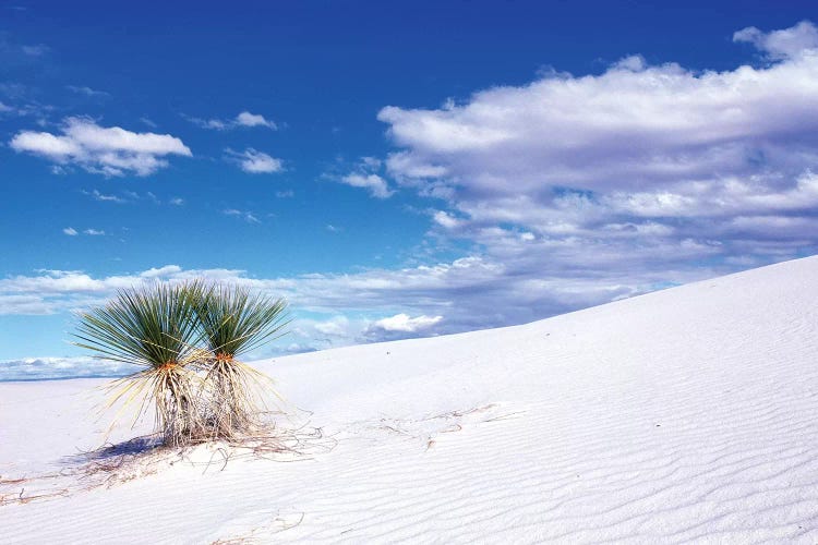 Soaptree Yuccas, White Sands National Monument, Tularosa Basin, New Mexico, USA