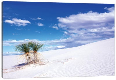 Soaptree Yuccas, White Sands National Monument, Tularosa Basin, New Mexico, USA Canvas Art Print