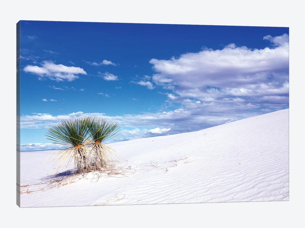Soaptree Yuccas, White Sands National Monument, Tularosa Basin, New Mexico, USA by Rob Tilley 1-piece Canvas Art