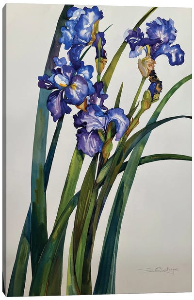 Iris Canvas Art Print - Susan E. Routledge