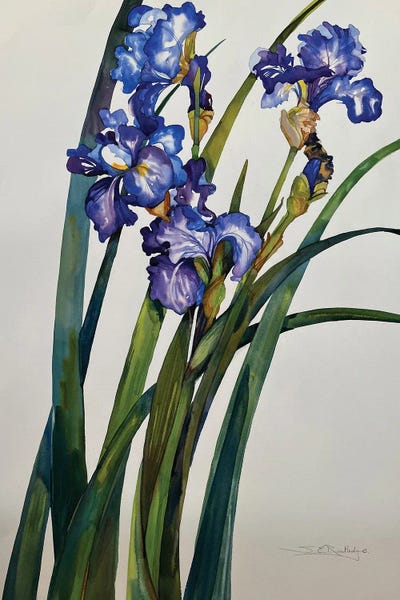Susan E. Routledge: Iris by Susan E. Routledge