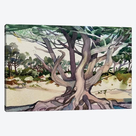 California Cypress Canvas Print #RTL127} by Susan E. Routledge Art Print