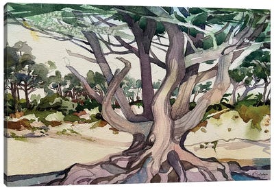 California Cypress Canvas Art Print - Susan E. Routledge