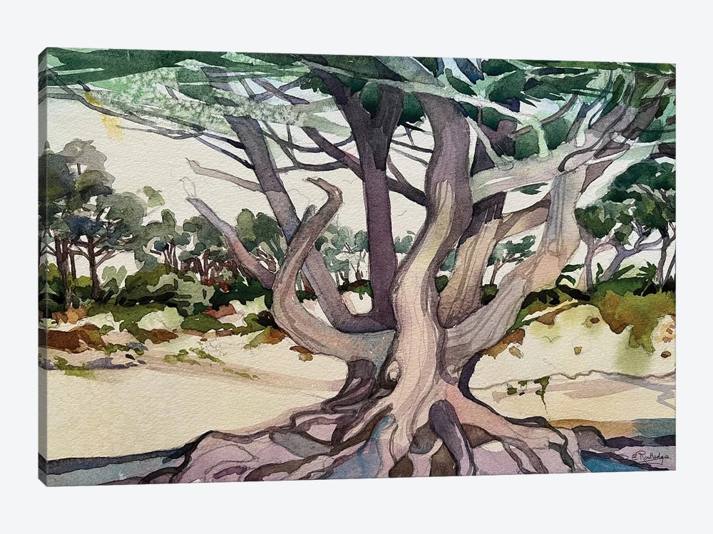 California Cypress by Susan E. Routledge 1-piece Canvas Art