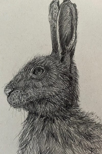 Rabbits: Hare by Susan E. Routledge