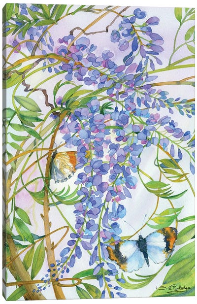 Wisteria And Butterfly Canvas Art Print - Susan E. Routledge