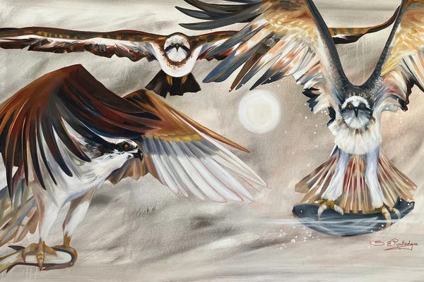 Falcons
