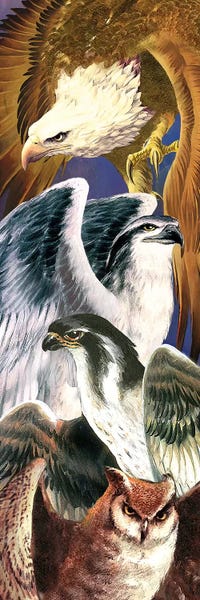 Ruth Thompson: 4 Birds Of Prey by Ruth Thompson