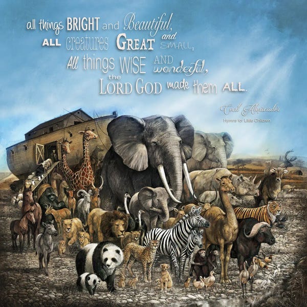 Camels: All Things Bright and Beautiful by Ruane Manning