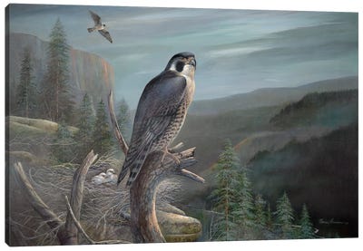 Falcon Canvas Art Print - Falcon Art