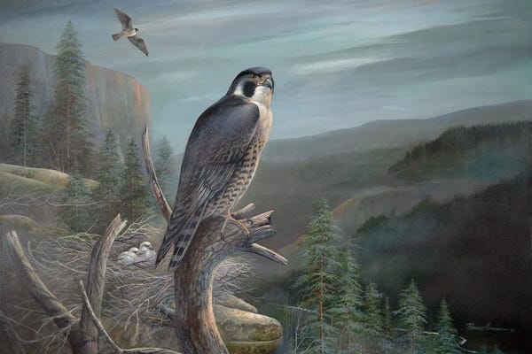 Detailed Oil Painters: Falcon by Ruane Manning