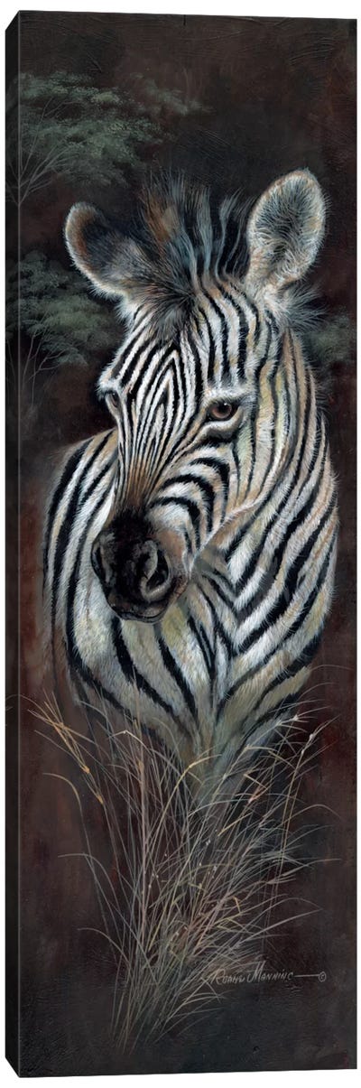 Striped Innocence Canvas Art Print - Zebra Art