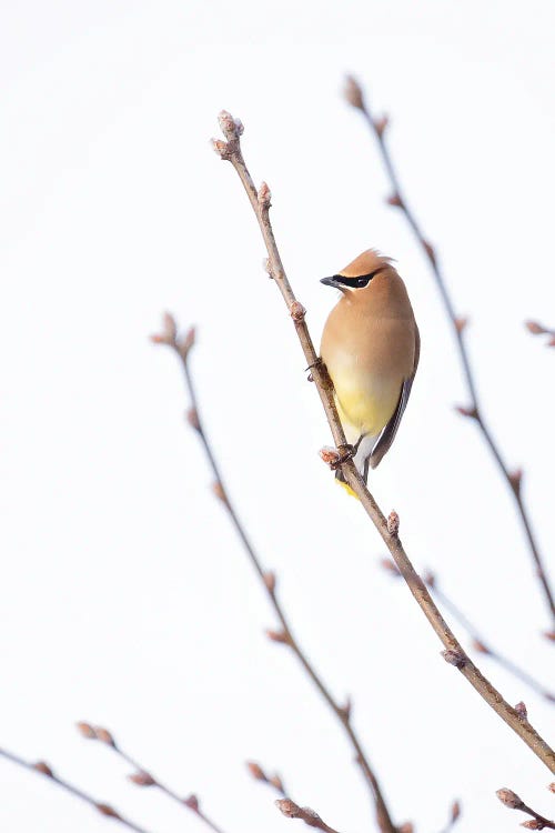 Cedar Waxwing I