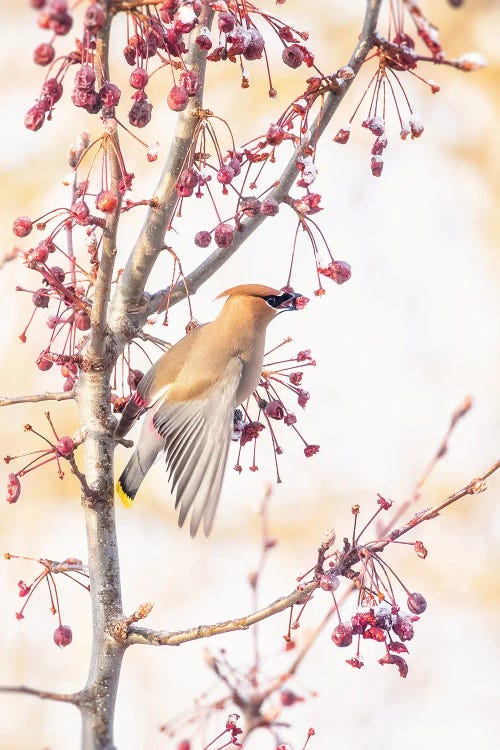 Cedar Waxwing II by Rupa Sutton wall art