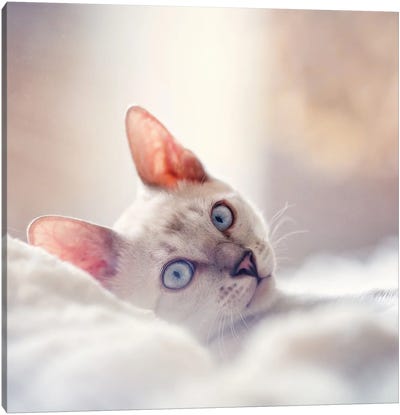 Cozy Cat Canvas Art Print